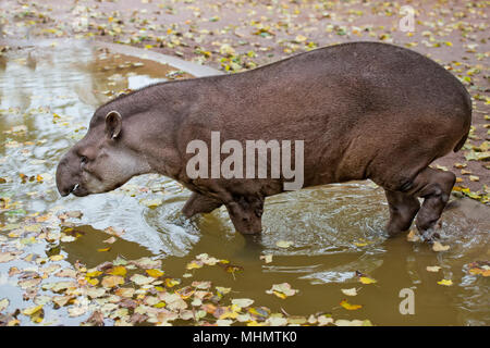 Sud american Tapir close up portrait Stock Photo