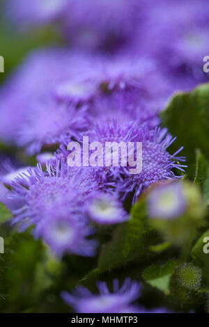 Ageratum conyzoides, billygoat-weed natural macro background Stock Photo