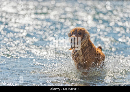 cocker spaniel while running to you in the water Stock Photo