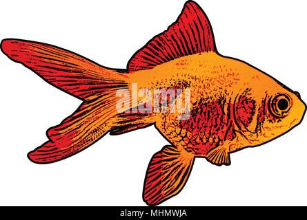 gold fish illustration - vector Stock Vector