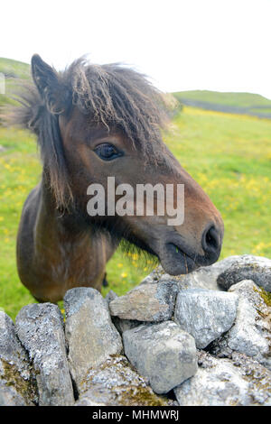 Pony looking over an old stone wall close up Stock Photo