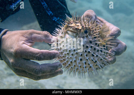 Scuba diver holding an Inflated porcupine puffer ball fish Stock Photo