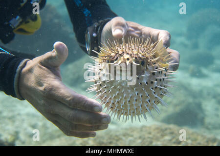 Inflated porcupine ball fish on scuba diver hands Stock Photo