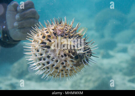 Inflated porcupine ball fish on scuba diver hands Stock Photo