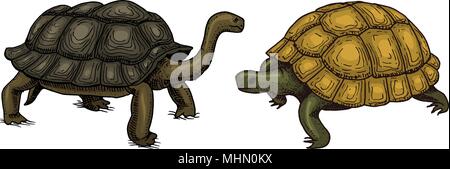 Tropical Turtle and tortoise shell, Animals Reptiles. Pet and Wildlife. Engraved hand drawn in old vintage sketch. Vector illustration. Exotic Zoology. Stock Vector