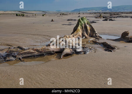 Prehistoric forest near Borth, Ceredigion, West Wales. In 2014 after storms stripped away sand revealing the ancient site, about 4.5 to 6K yrs old. Stock Photo