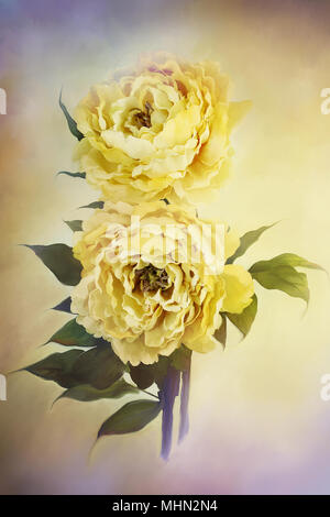 Digital painting of delicate beautiful yellow peonies. Stock Photo