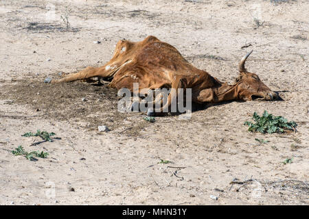 Dead cow in the california desert Stock Photo