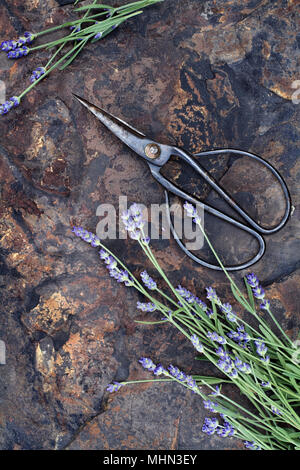 Fresh lavender with antique scissors over a rustic slate background shot from above. Stock Photo