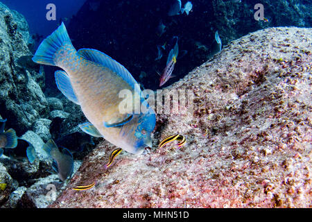 colorful parrot fish in maldives close up Stock Photo