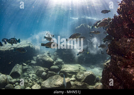 colorful parrot fish in maldives close up Stock Photo