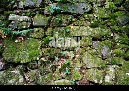 Green mossy wall background from the jungle Stock Photo