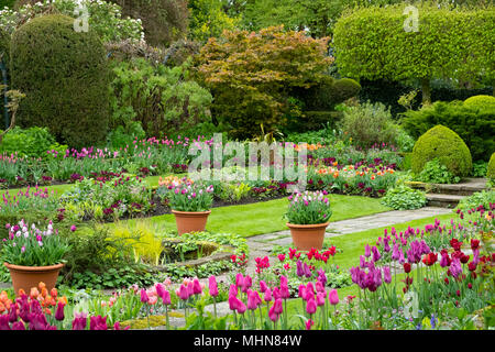 Multi-coloured tulips in the Sunken Garden at Chenies Manor Gardens, Rickmansworth, Buckinghamshire, UK, April Stock Photo