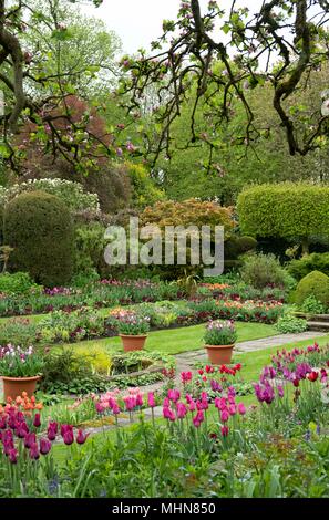 Multi coloured tulips in the Sunken Garden at Chenies Manor Gardens, Rickmansworth, Buckinghamshire, UK, April Stock Photo