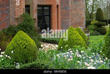 Tulipa ‘Angelique’ underplanted with Myosotis and Tulipa ‘Polychroma’ surrounded by box topiary at Chenies Manor Gardens, Rickmansworth, Buckinghamshi Stock Photo