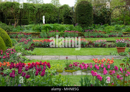 Rows of multi-coloured tulips in the Sunken Garden at Chenies Manor, Rickmansworth, Buckinghamshire, UK, April Stock Photo