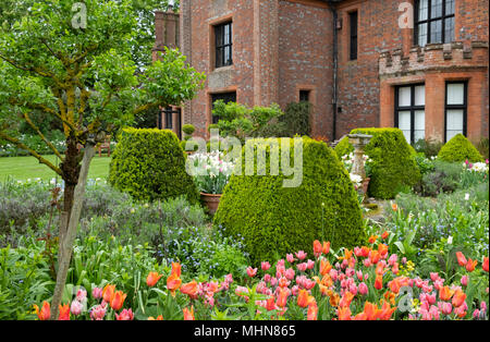 Tulipa ‘Green Wave’ (pink & green) and Tulipa ‘Annie Schilder’ around box topiary at Chenies Manor Gardens, Rickmansworth, Buckinghamshire, UK, April Stock Photo