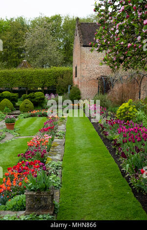 Multi coloured tulips under apple blossom in the sunken garden at Chenies Manor Gardens, Rickmansworth, Buckinghamshire, UK, April Stock Photo