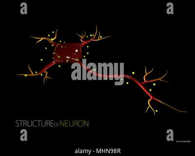 3d Illustration of Neuron anatomy, infographic Stock Photo - Alamy