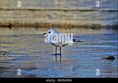 Black-headed gull Chroicocephalus ridibundus standing on ice in Vienna, Austria Stock Photo