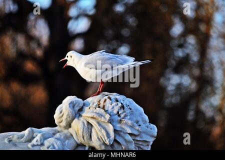 Black-headed gull Chroicocephalus ridibundus yelling on top of a statue in Vienna, Austria Stock Photo