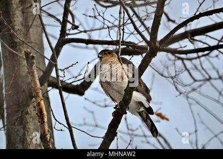 Sharp-shinned hawk Accipiter striatus sitting on a branch Stock Photo