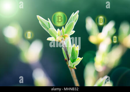 Bitcoins on sprout plant as a symbol of growth up bitcoin and crypto currency. Bitcoin sprouts in the sunlight. Plants with bitcoins, best conceptual  Stock Photo