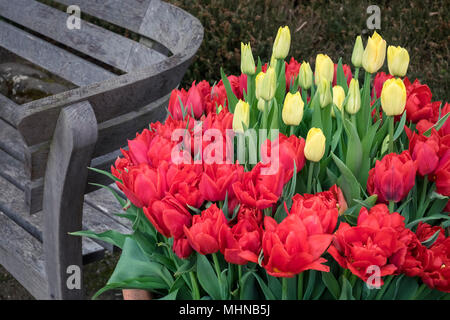 Display of Tulipa flowers Salmon Dynasty (yellow) and Tulipa Abba (red), growing in a container pot, April, England, UK Stock Photo