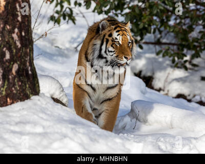 Siberian tiger, Panthera tigris altaica, walks in the forest in winter. Snow on the ground, tree and bush in the background. Dyreparken Zoo in Kristia Stock Photo