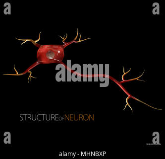 3d Illustration of Neuron anatomy, infographic Stock Photo - Alamy