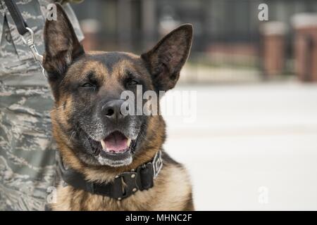Gip, a military working dog assigned to the 11th Security Support Squadron, stands by his handler, Staff Sgt. Joshua Lawson, as they await the arrival of the President and First Lady of the United States at Joint Base Andrews, Md. March 19, 2018, March 19, 2018. MWDs work as force multipliers when providing security, using their senses to acknowledge handlers of both visible and invisible threats. (U.S. Air Force photo/Tech. Sgt. Robert Cloys). () Stock Photo