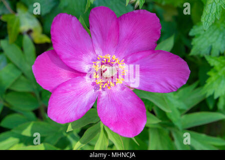 Cerise peony growing in domestic garden, England UK Stock Photo