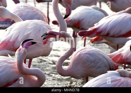 Pink Flamingos preening themselves in Camargue France