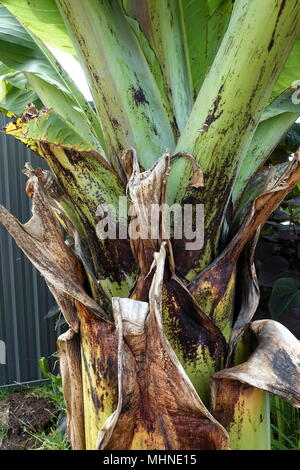 Close up image of Ensete ventricosum, abyssinian banana trunk without leaves Stock Photo