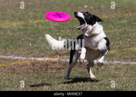 Dog catching disc in park. Stock Photo