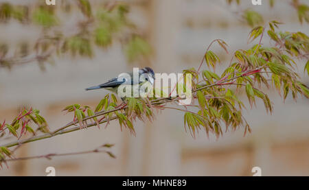 A bluetit in an acer tree in spring. Stock Photo