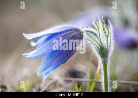 A pasque flower or Anemone pulsatilla (Pulsatilla vulgaris) against the light so the silver-grey hair stands out. Stock Photo