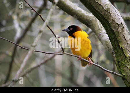 Male Village weaver (Ploceus cucullatus), also known as the spotted-backed weaver or black-headed weaver Stock Photo