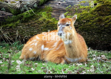 Female lowland nyala (Tragelaphus angasii), an antelope native to Southern Africa Stock Photo