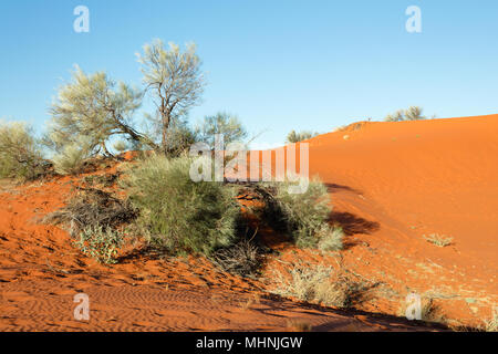 Windorah, Queensland, Australia. Late afternoon light on the red sand dunes west of Windorah in the outback of western Central Queensland. Stock Photo