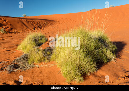 Late afternoon light on the red sand dunes and spinefex grass on the Diamantina Development Road west of Windorah in the outback of western central Qu Stock Photo