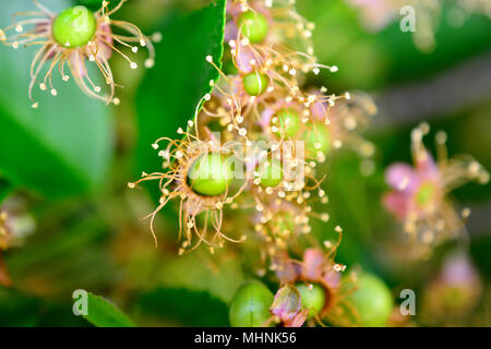begining of a sour cherry fruit,image of a Stock Photo