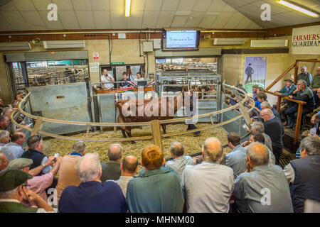 cattle market Stock Photo