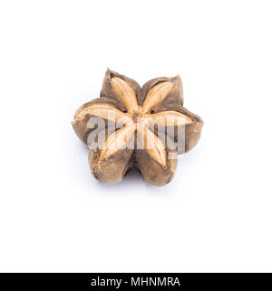 Plukenetia volubilis or sacha inchi peanut seed isolated on white background Stock Photo