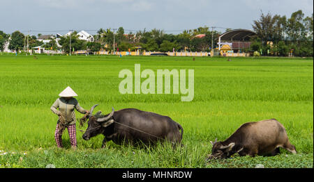 woman leading  water buffalo and her calf out of the rice paddy Stock Photo