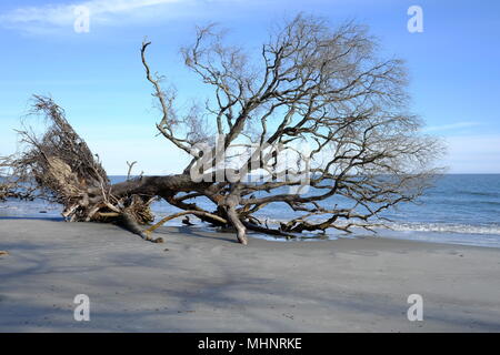 Dead trees on Hunting Island Beach in South Carolina Stock Photo