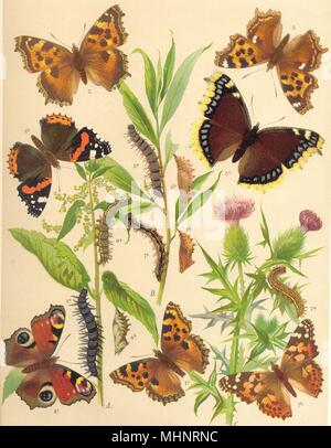 BUTTERFLIES. Tortoiseshell;Peacock;Camberwell Beauty. Red Adm. Painted Lady 1903 Stock Photo