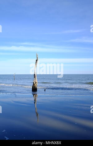 Dead trees on Hunting Island Beach in South Carolina Stock Photo