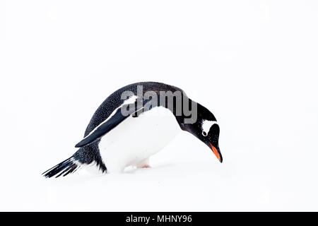 Gentoo penguin Stock Photo