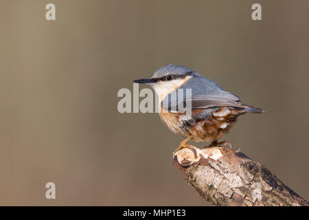 Rear view close up of wild, UK nuthatch bird (Sitta europaea) isolated outdoors on winter morning, perching on wooden branch, looking left. Stock Photo